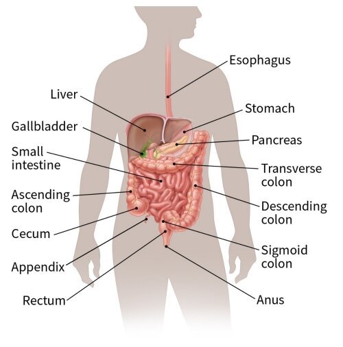 sgc-esophagus